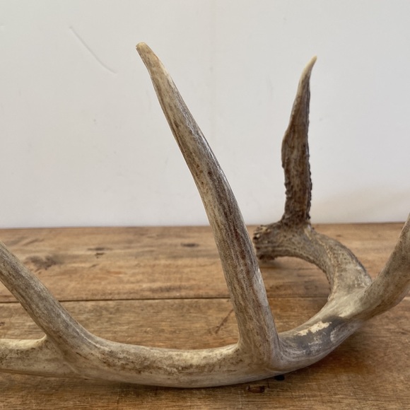 Decorative Antler - Picture 5 of 13